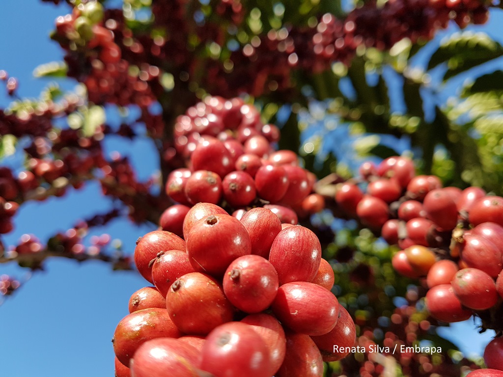 Embrapa, governo de Rondônia e produtores se unem em projeto de melhoramento para o café