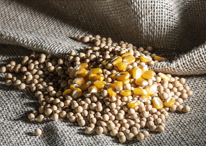 Imposto de importação para milho e soja é suspenso até o fim do ano