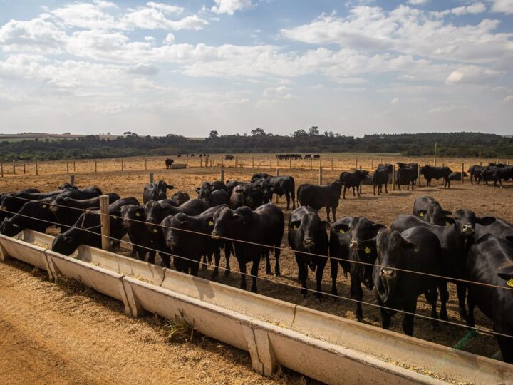 Abate de bovinos no primeiro trimestre tem menor nível desde 2009