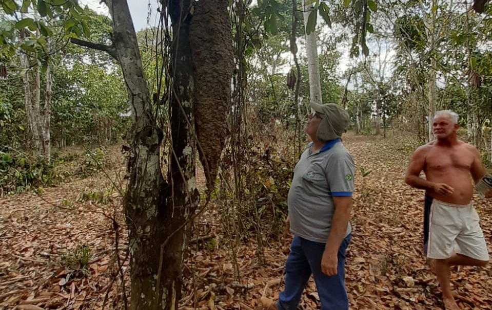 Não há suspeita de Monilíase do Cacaueiro em Rondônia