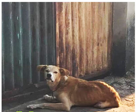 SÉCULO recebe denúncia de maus-tratos em abrigo de animais de Porto Velho