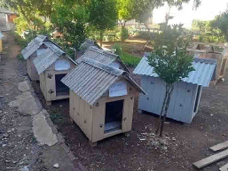 Apenados do Presídio de Encantado já produziram 600 casinhas de cachorros para doações
