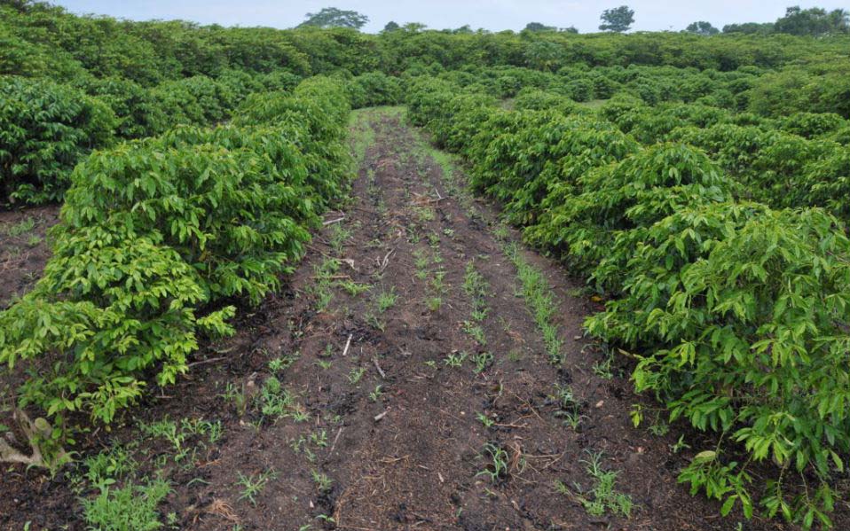Sustentabilidade na condução da lavoura coloca o café de Rondônia entre os maiores produtores do país