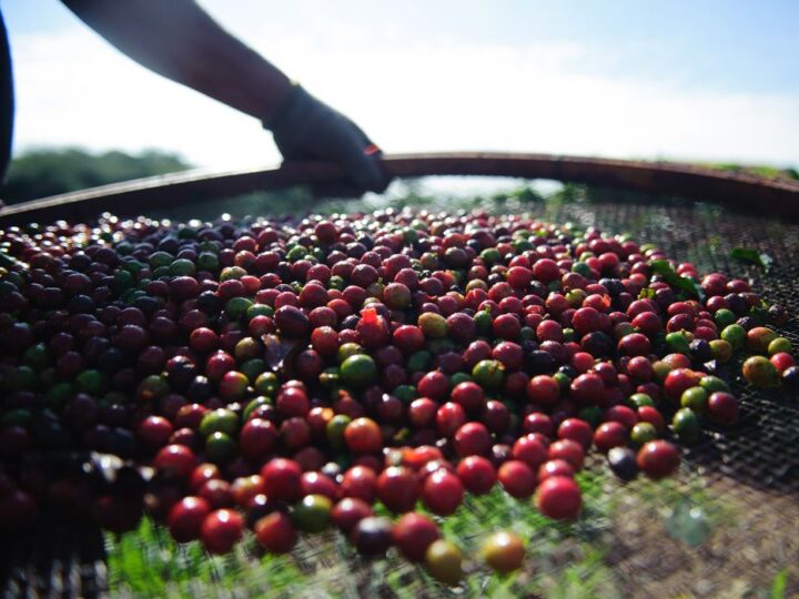 Quebra da safra e exportações devem elevar o preço do café em até 40%