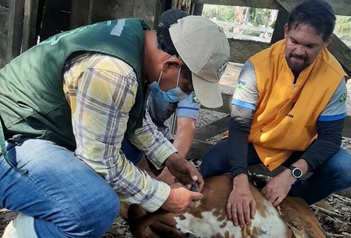 Em ação conjunta, Idaron e Senasag vacinam mais de 1,1 mil cabeças de gado contra a raiva na região da Bolívia
