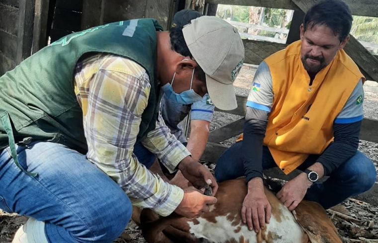 Em ação conjunta, Idaron e Senasag vacinam mais de 1,1 mil cabeças de gado contra a raiva na região da Bolívia