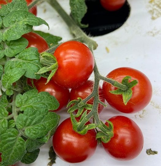 Pesquisa avalia tomateiros mais adaptados ao cultivo em fazenda vertical