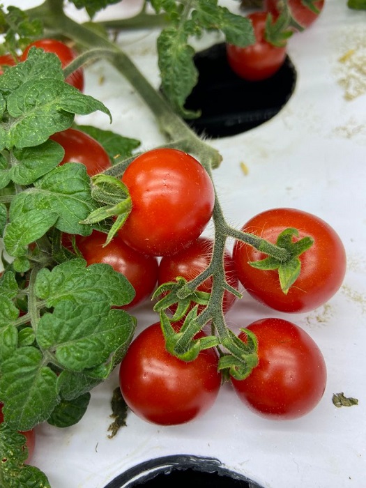 Pesquisa avalia tomateiros mais adaptados ao cultivo em fazenda vertical