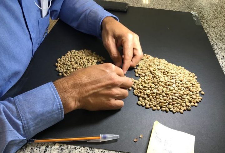 Profissionais da Idaron realizam triagem e classificação física de amostras de café no 6º Concafé