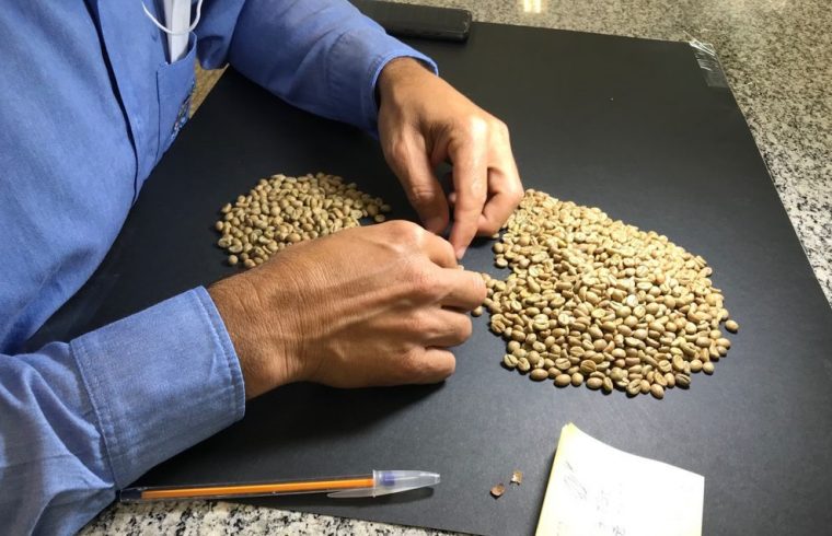 Profissionais da Idaron realizam triagem e classificação física de amostras de café no 6º Concafé
