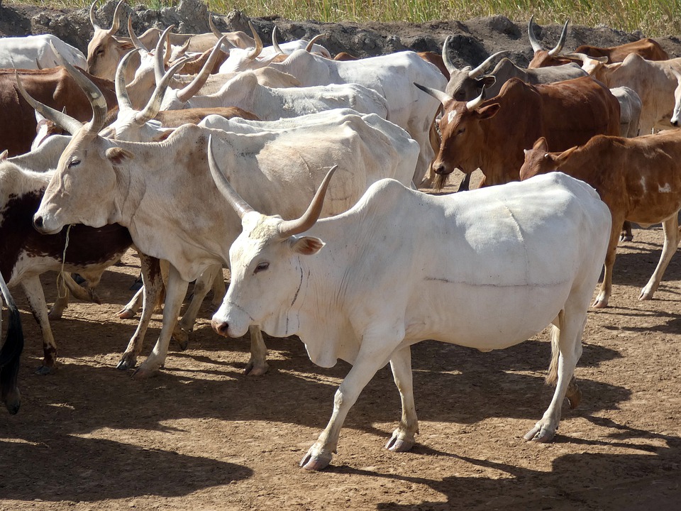 Ministério confirma casos de vaca louca em Mato Grosso e Minas Gerais
