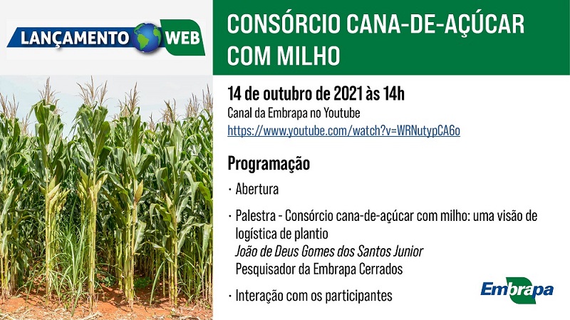 Consórcio cana-de-açúcar com milho: tecnologia será lançada na próxima quinta-feira (14)