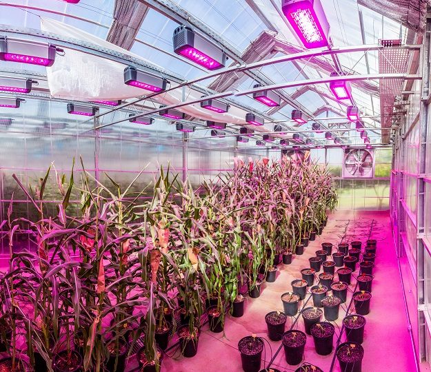 Artigo mapeia avanços para criação de plantas mais resistentes à crise climática