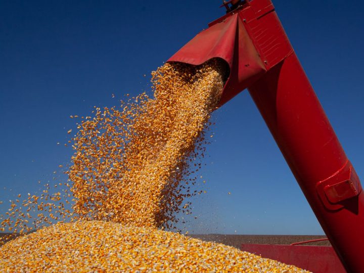 IBGE prevê safra recorde de grãos em 2022