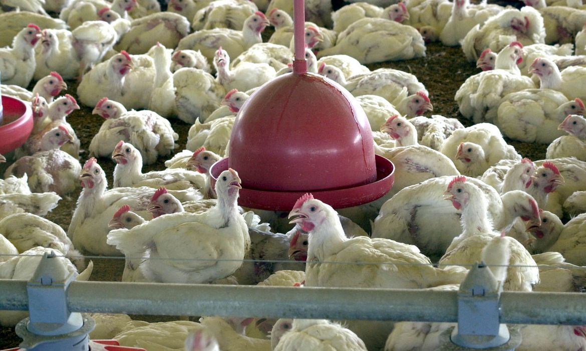 Abate de frangos e suínos no Brasil registra recorde, diz IBGE