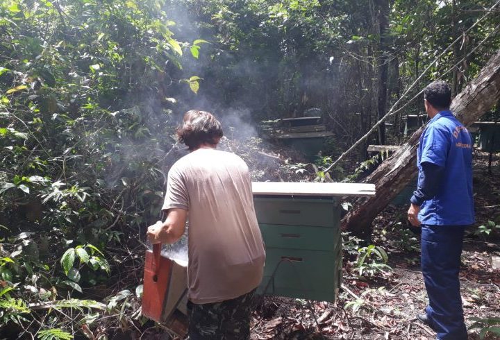 Técnicos da Idaron inspecionam área apícola para prevenção do besouro das colmeias
