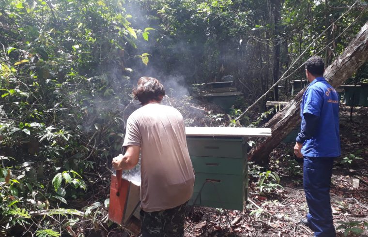 Técnicos da Idaron inspecionam área apícola para prevenção do besouro das colmeias