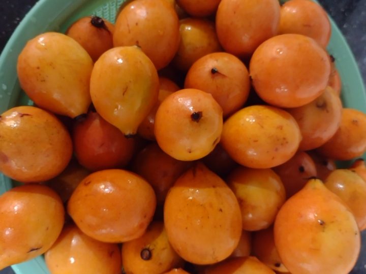 BACUPARI – Fruta pode ter incentivo para produção comercial em Vilhena