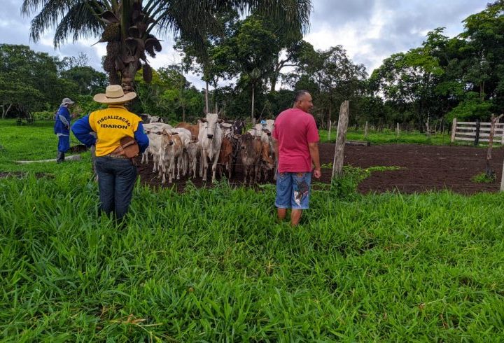 Atuação da Idaron faz com que RO tenha salto qualitativo na produção agrícola e pecuária