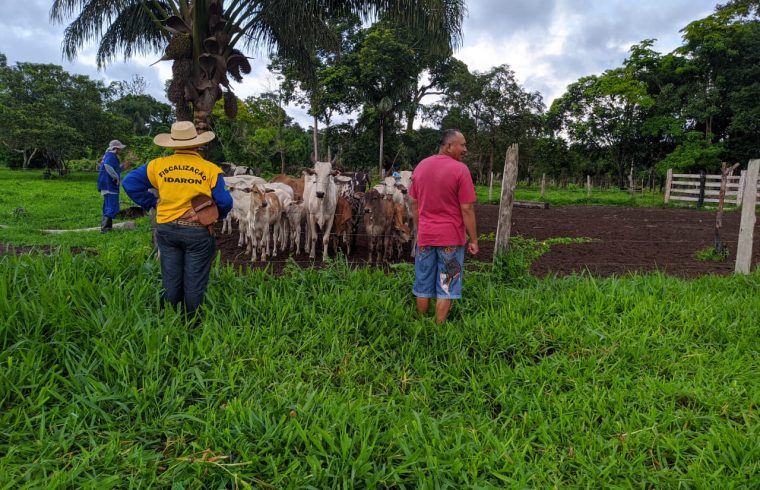 Atuação da Idaron faz com que RO tenha salto qualitativo na produção agrícola e pecuária