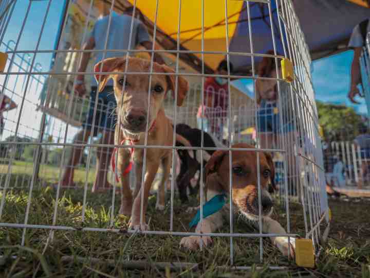 Porto Velho: Próxima feira de adoção de animais será no dia 19 de março