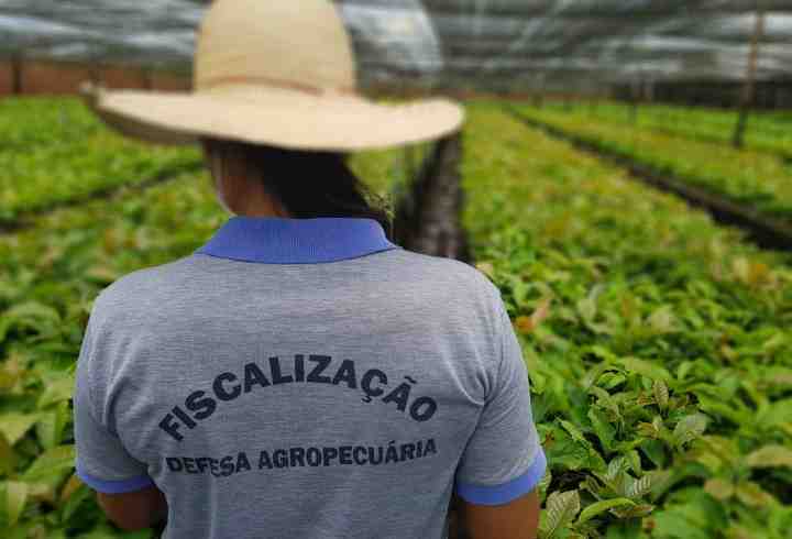 Rondônia fortalece a cafeicultura brasileira e produz mais de 14 mil de mudas certificadas em 2021