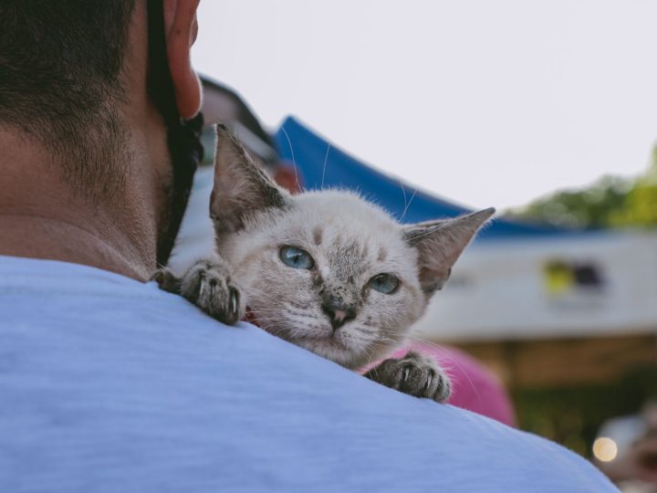 Porto Velho: 3ª Feira de Adoção de Animais acontece no dia 28