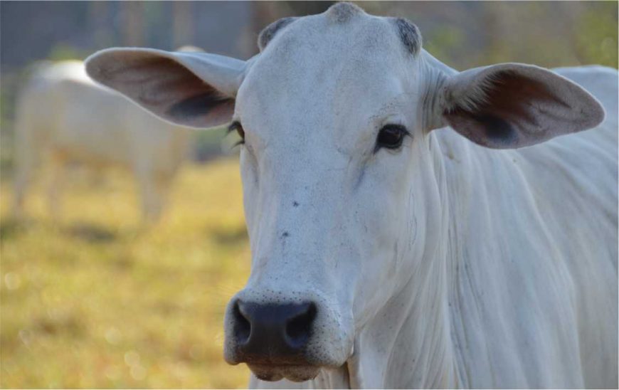 Redução do ICMS nas operações interestaduais com gado bovino é garantida pelo Governo 