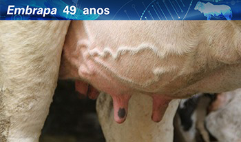 Embrapa está com inscrições abertas para controle e prevenção da mastite em bovinos