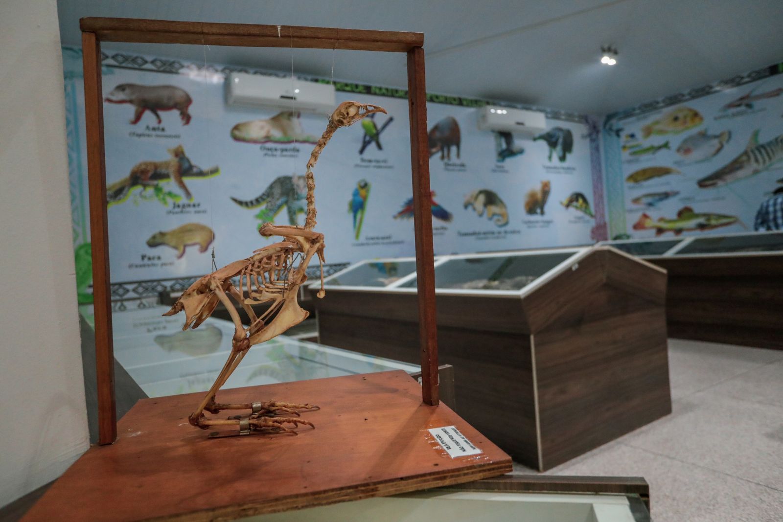 Porto Velho: Museu do Acervo Biológico já está aberto