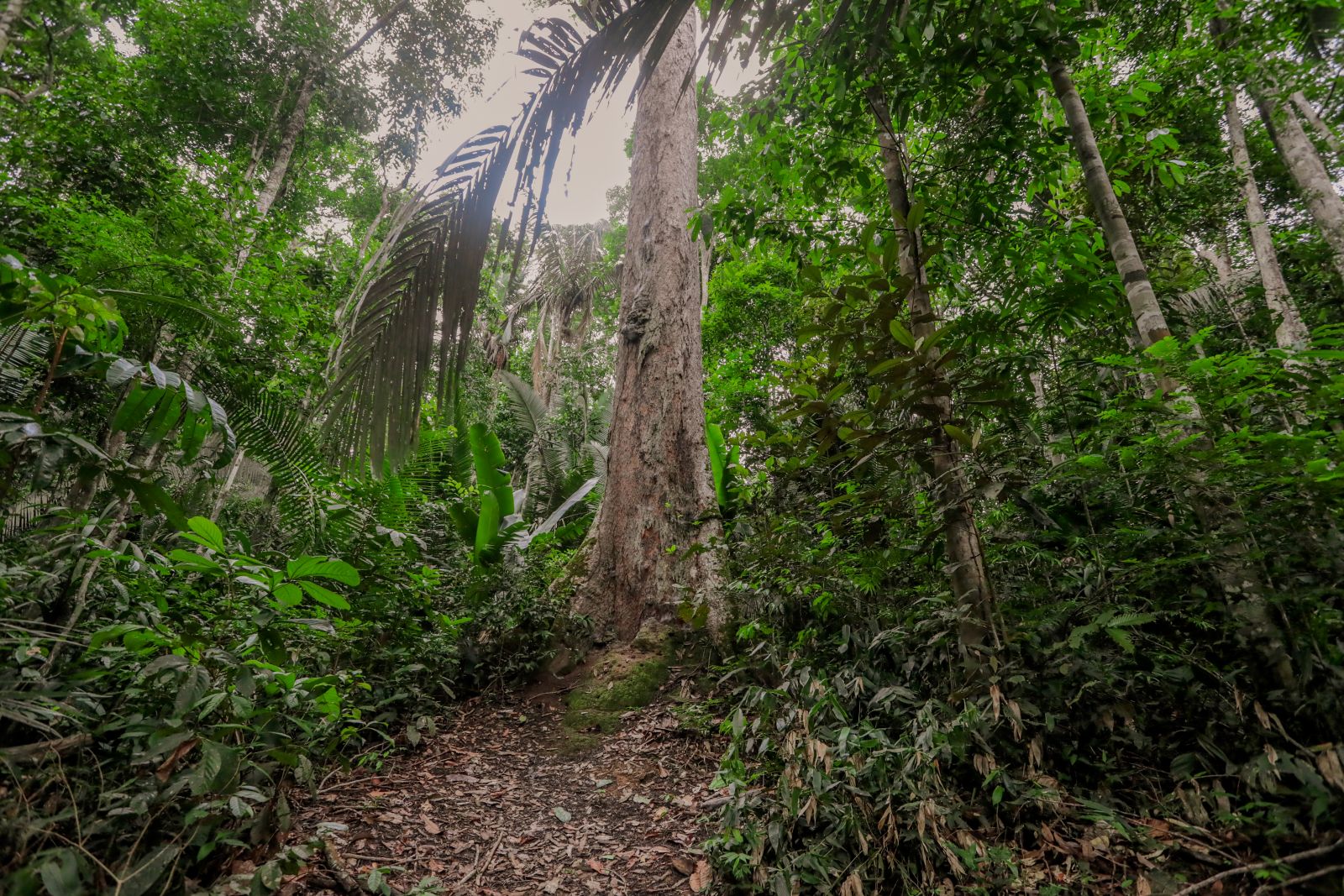 Porto Velho: Município sedia audiência sobre remuneração da conservação de áreas de preservação