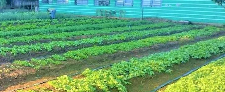 Ariquemes: Escolas Pólos desenvolvem aulas de Técnicas Agrícolas