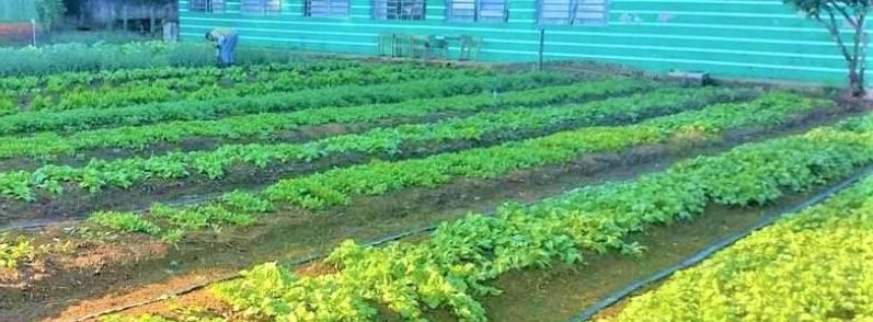 Ariquemes: Escolas Pólos desenvolvem aulas de Técnicas Agrícolas