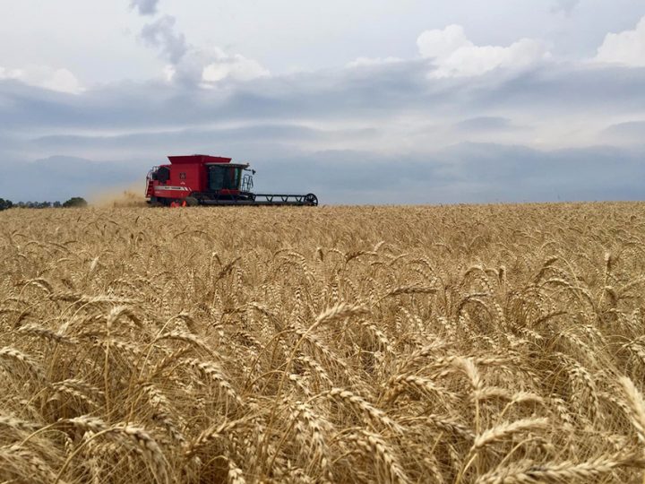 Adoção de boas práticas pode aumentar produção de trigo em 1,5 milhão de toneladas no Brasil