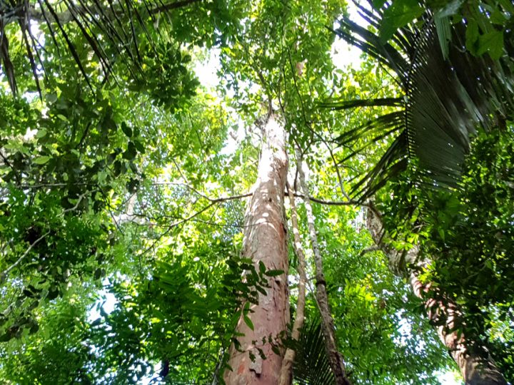 Levantamento mostra que os ipês estão protegidos de extinção e ressalta a importância do manejo sustentável das florestas