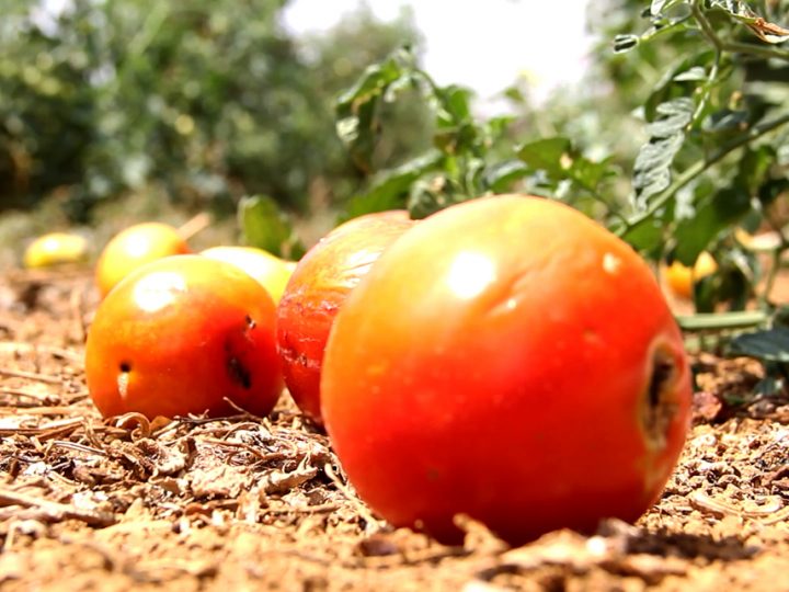 Antiga conhecida dos produtores, a traça-do-tomateiro volta a causar prejuízos na safra 2022