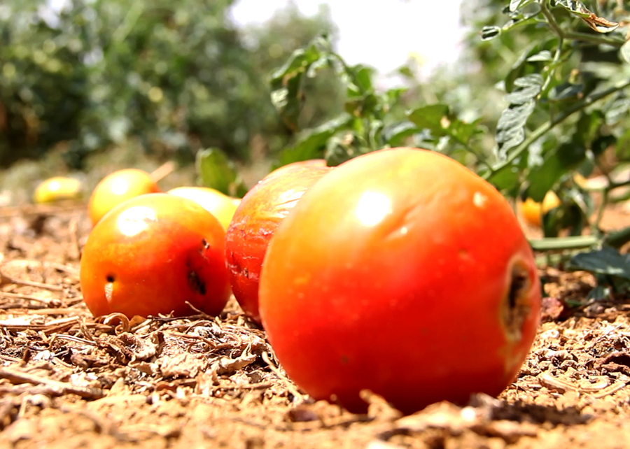 Antiga conhecida dos produtores, a traça-do-tomateiro volta a causar prejuízos na safra 2022