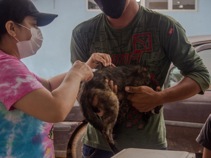 Porto Velho: Dia D para vacinar cães e gatos será amanhã