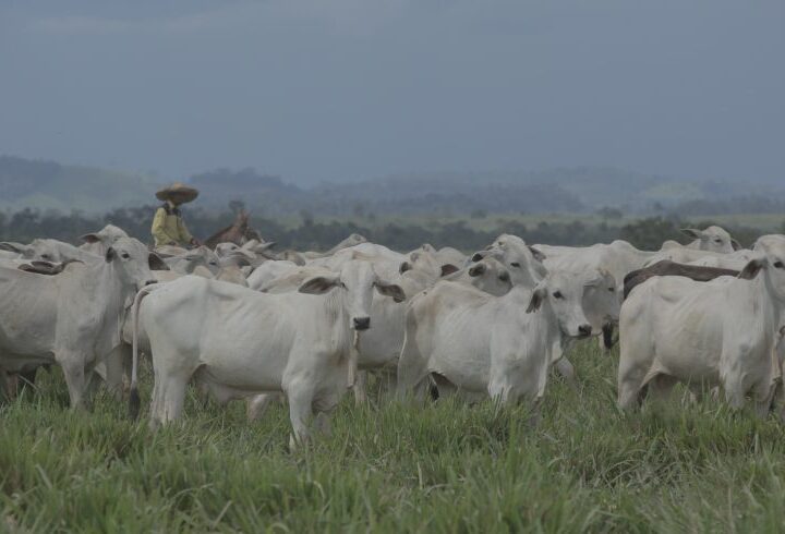 Idaron tranquiliza produtores rurais quanto a caso atípico de vaca louca no Pará