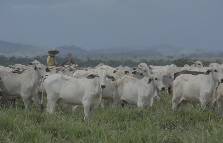 Idaron tranquiliza produtores rurais quanto a caso atípico de vaca louca no Pará