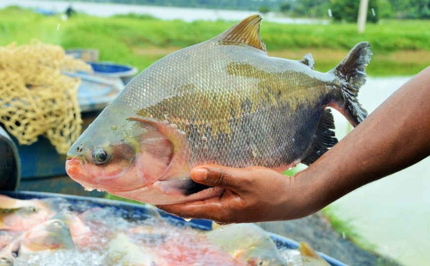 Participação de Rondônia na maior feira de pescados da América do Norte gera expectativa de bons negócios