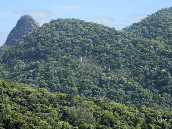 Projeto da Fiocruz vai restaurar, no Rio, área da Mata Atlântica