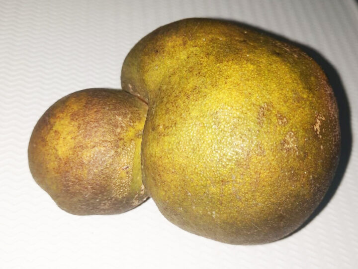 Chácara conhecida por produzir alimentos inusitados apresenta fruta com formação estranha
