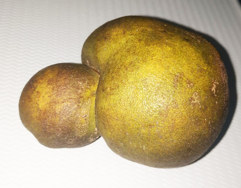 Chácara conhecida por produzir alimentos inusitados apresenta fruta com formação estranha