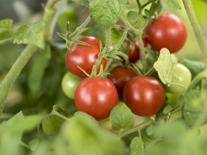Ciência identifica bacilos capazes de aumentar o crescimento do tomateiro