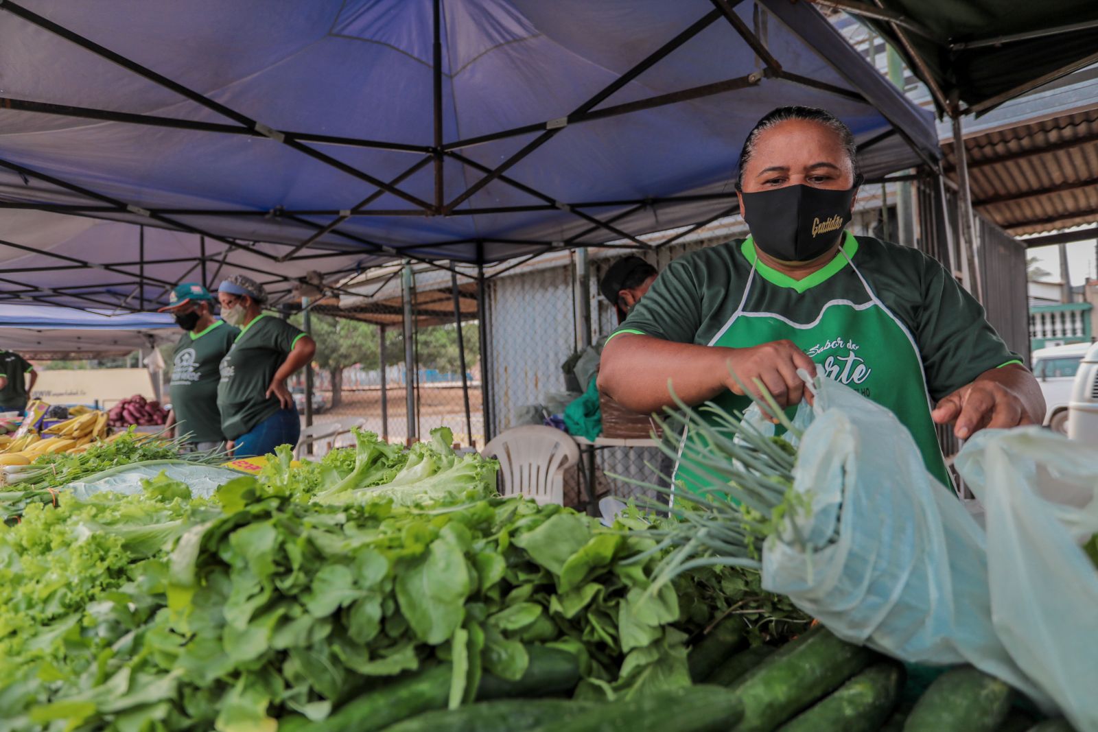 Porto Velho: Produção de hortaliças no setor chacareiro atende mercado local