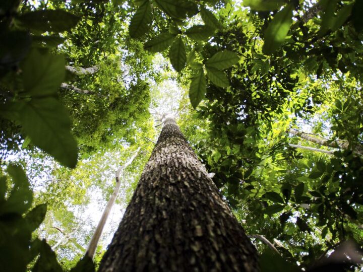 Alertas de desmatamento na Amazônia caem 68% em abril