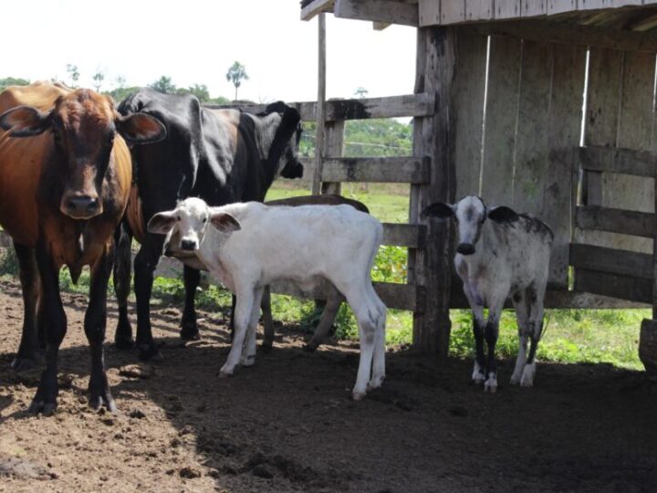 Projeto Inovatec promove melhoria genética do rebanho leiteiro de Rondônia