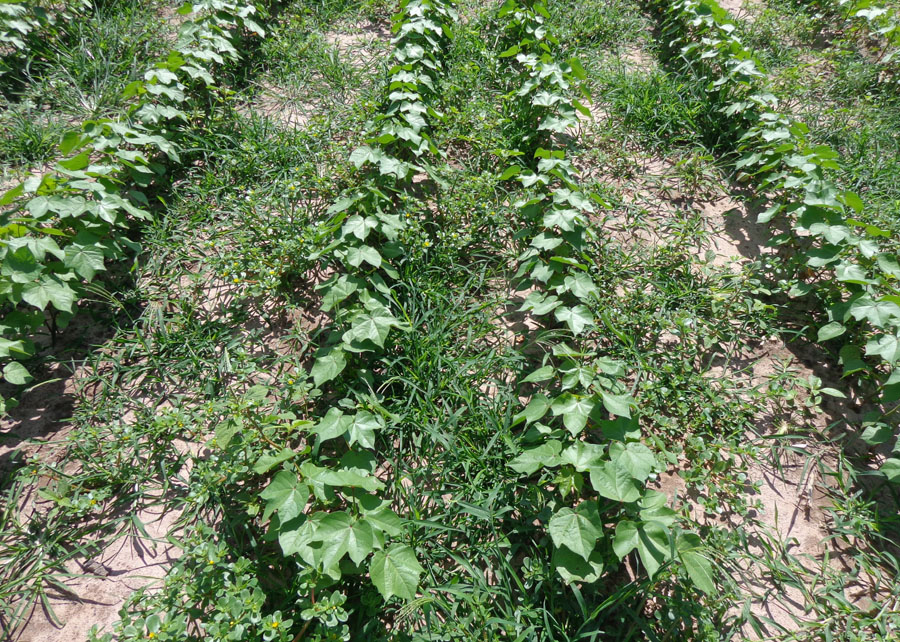 Pesquisadores monitoram resistência de plantas daninhas a herbicidas