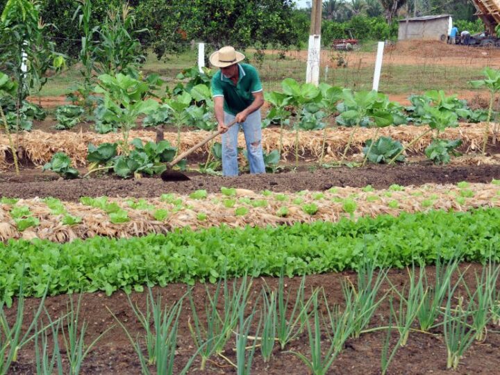 Agricultores de Rondônia foram homenageados com exposição de produtos da agricultura familiar